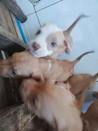 Filhotes de cachorro Pitbull