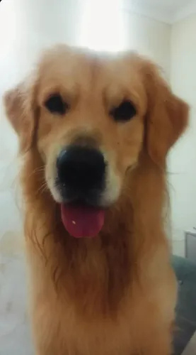 Procura-se namlrada  golden