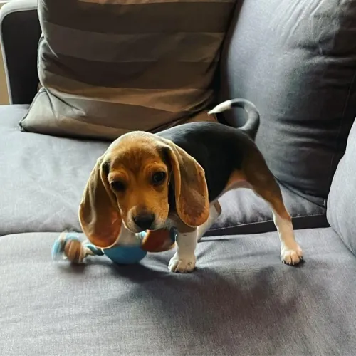 Beagle A atração principal da festa está aqui