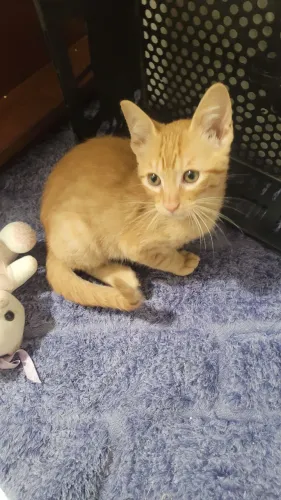Gatos filhotes dóceis para adoção