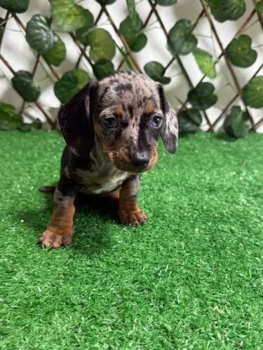 salsicha dachshund