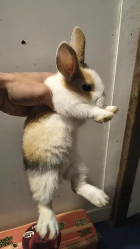 Coelhos Mini 