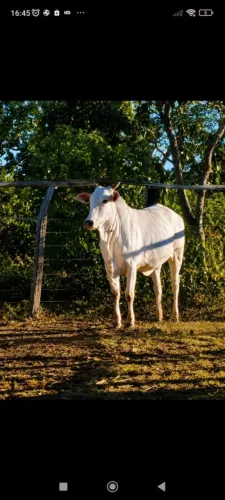 Novilha prenha disponível