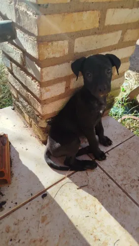 Doação de lindos filhotes 