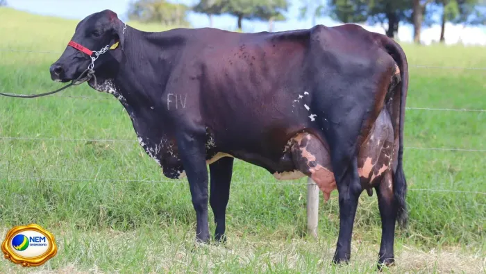 Vendo vacas de alto padrão genético