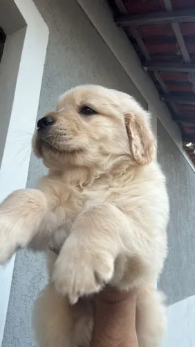 Goldem Retriever 