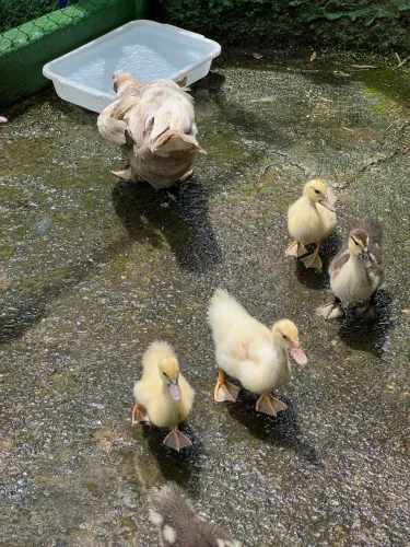 Patos filhotes lindos