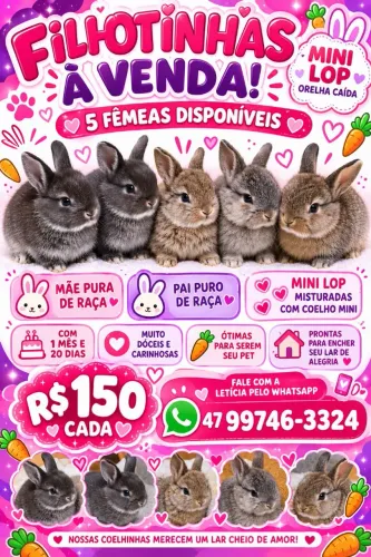 Filhotinhas de coelha