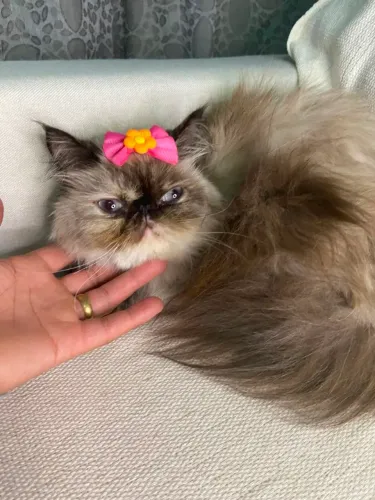Filhote gato persa