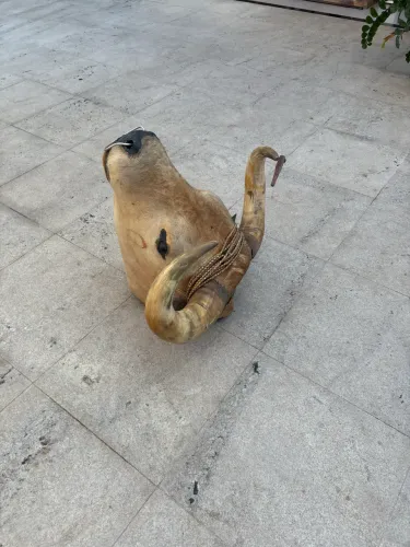 Cabeça boi top