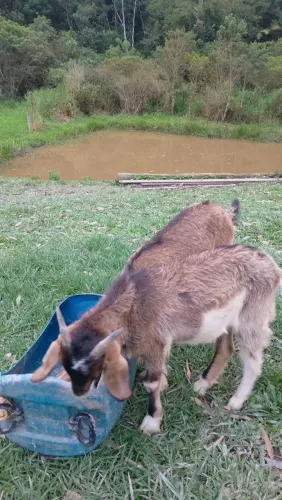 Cabra Prenha + Filhote Cabrito - Raça Anglo-Nubiana