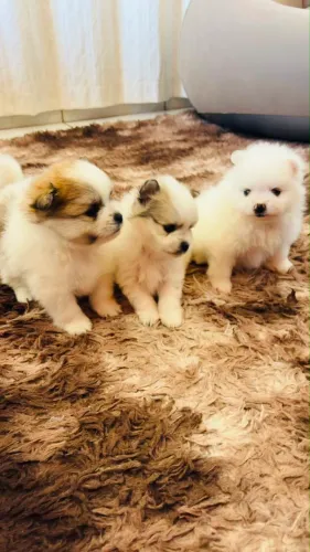 Lulu da Pomerânia 