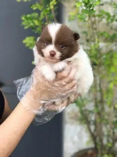 Spitz Alemão Anão ? Um Pequeno Companheiro Cheio de Charme