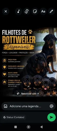 Cães da raça rottweiler cabeça de touro puro