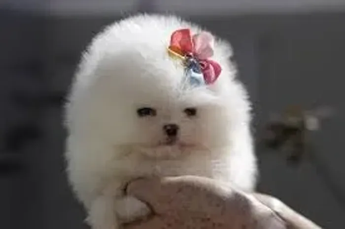 Spitz O Spitz recebeu carinho dos visitantes.