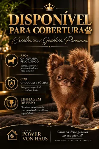 Chihuahua disponível pra Cobertura