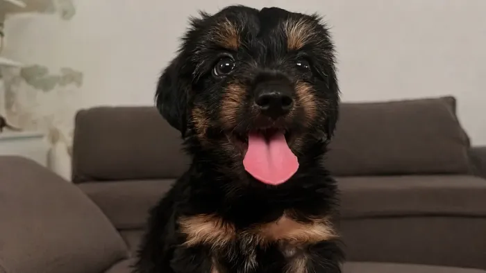Cachorro yorkshire (terrier)