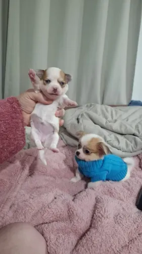 Filhotes de chihuahua para entrega e reserva