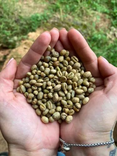 Café 100% Arábica grão beneficiado cru & torrado