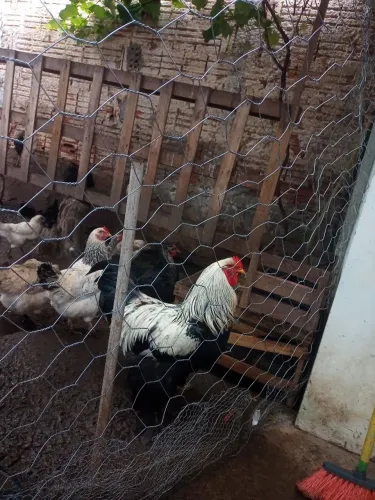 Galo Brahma disponível original 250$ galinha 80$ todos por 600$ 