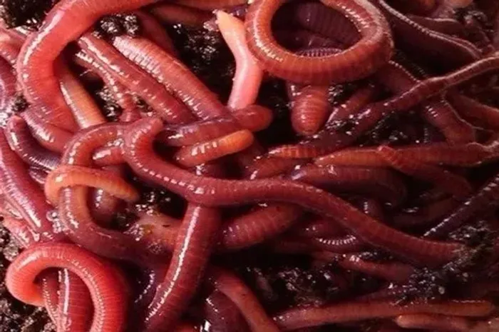 minhoca californiana 30 unid
