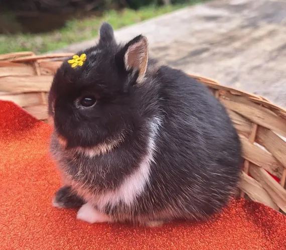 Mini coelho Netherland Dwarf
