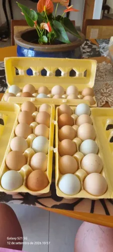 Vendo ovos galados de galinha caipira criadas soltas