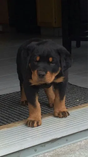 Rottweiler - O Camisa 10 Da Sua Casa