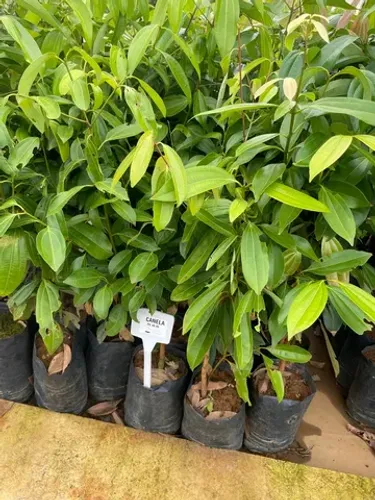Muda de Canela