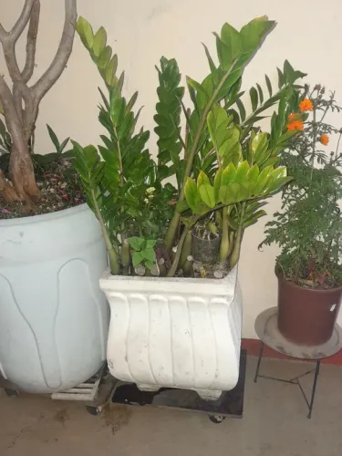 Vaso grande com Zamioculcas