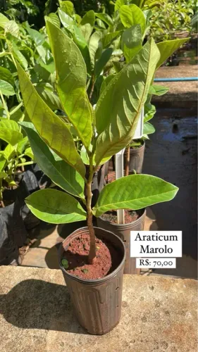 Muda de Araticum Marolo