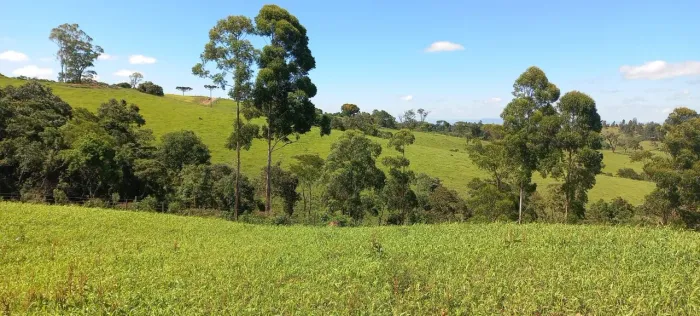 Fazenda em Reserva -Paraná