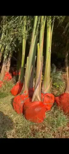 Palmeira imperial