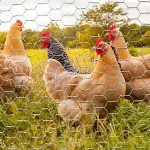 Tela galinheiro fio 18