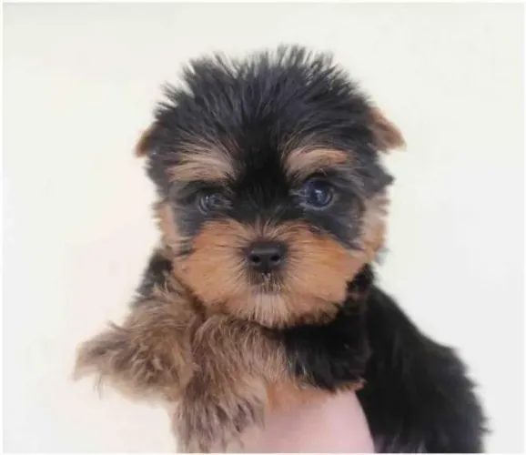 Yorkshire machinho com 55 dias vacinado e com pedigree cor preto com canela-Alberto