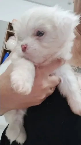  Shitsu filhote macho mini olhos azuis 