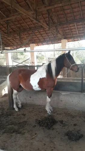 Vendo Egua Pampa pura Marcha picada! VALOR APENAS A VISTA!