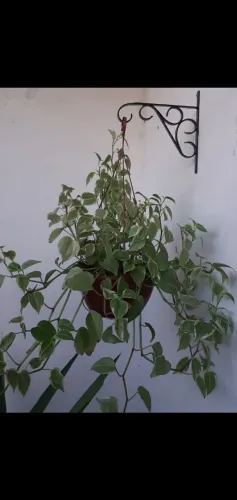 Suporte de plantas