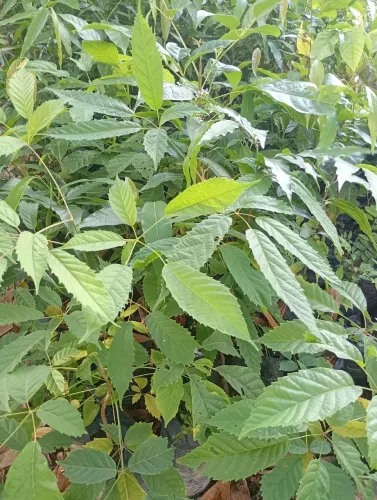 Mudas nativas,ornamentais