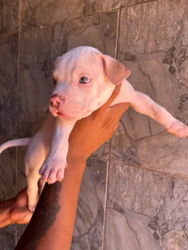 Filhotes American Bully PitMonster