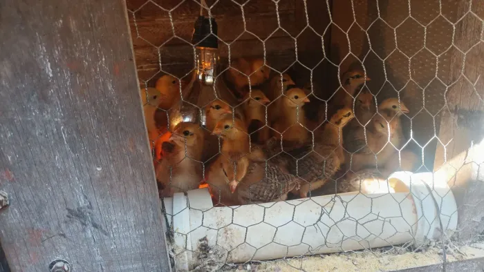 Pintainhas e Pintinhos Embrapa 051 lote 10/20/30 