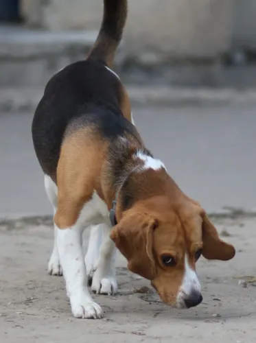 Beagle tricolor fêmea com 57 dias vacinada e com pedigree disponível em loja 