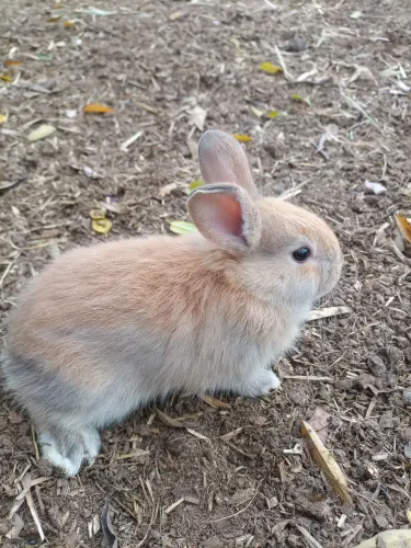 Promoção de coelhos 