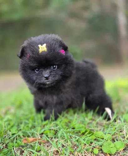 Spitz Alemão Anão- fêmea black tam com 63 dias, linda-Dani
