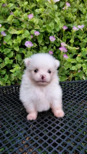 Lulu da pomerania