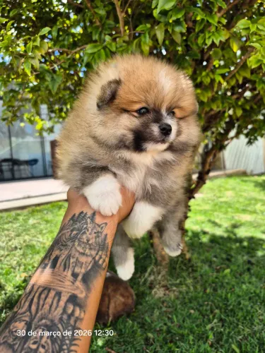 Spitz alemão macho - lulu da Pomerânia - pedigree cbkc - 10x sem juros