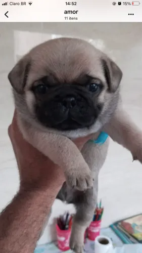 Pug filhotes disponíveis