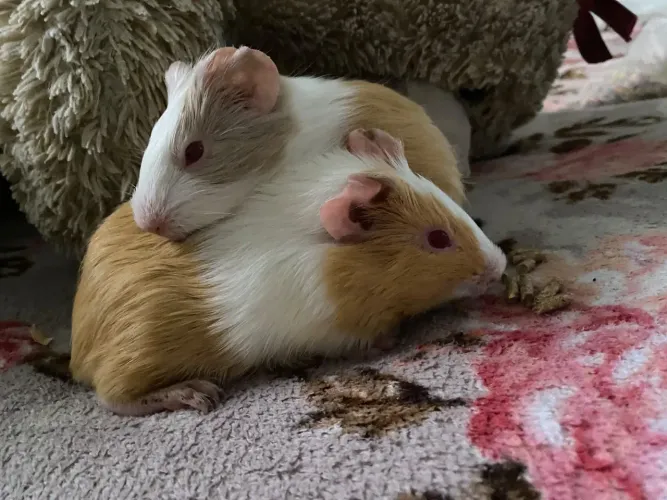 Porquinho da india um casal 