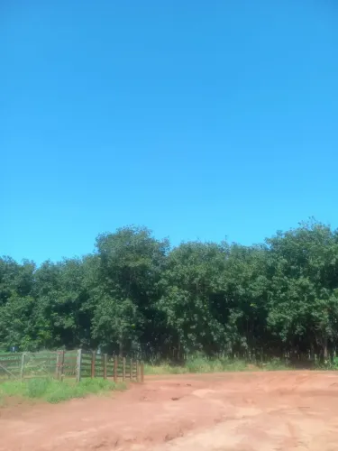 ÁREA RURAL À VENDA SERINGUEIRA FORMADA REGIÃO DE SANTA FÉ DO SUL/SP