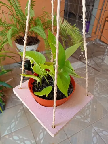 Jibóia neon. Prontinha pra decorar seu ambiente no suporte artesanal